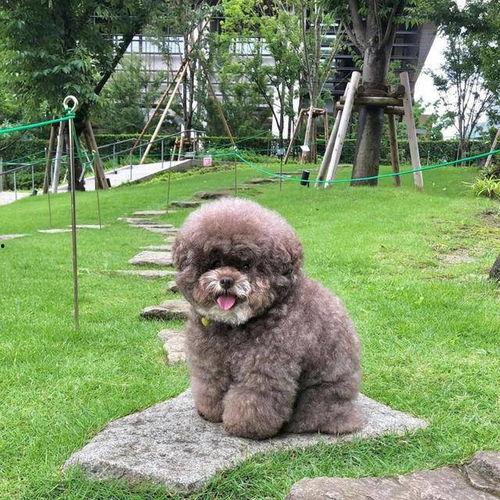 贵宾犬搞笑视频